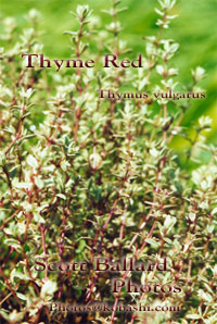 Photo Of Hyssop oil by Scott Ballard of Kobashi Essential Oils